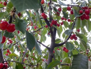 Prima colazione e igiene orale: un binomio indissolubile