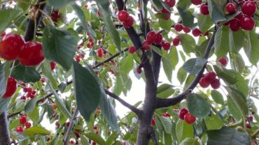 Prima colazione e igiene orale: un binomio indissolubile