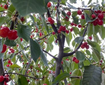 Prima colazione e igiene orale: un binomio indissolubile